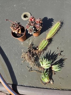 Photo of free Assortment of cacti and succulents (Clevedon BS21)
