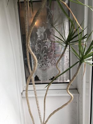 Photo of free Indoor Palm tree (Selsdon CR2)