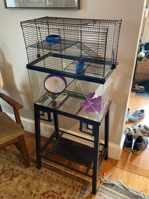 Photo of free Hamster cage setup (East somerville ma)