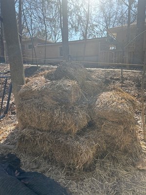 Photo of free Straw Bales (Central)