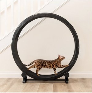 Photo of free Cat Exercise Wheel (Clifton Park)