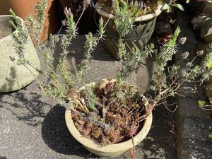 Photo of free Pot bound Lavender (Heswall CH60)
