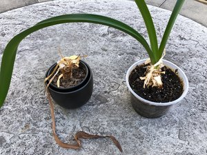 Photo of free Two Amaryllis Plant Bulbs (Butler, NJ)
