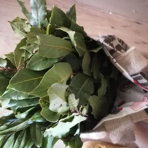 Photo of free Fresh Bay Leaves (Leicester)