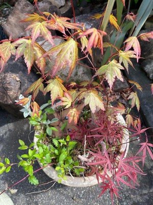 Photo of free Pot bound red acer (Heswall CH60)
