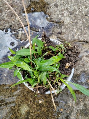 Photo of free September daisy clump (Risinghurst OX3)