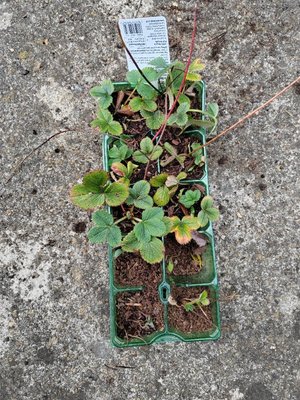 Photo of free Baby strawberry plants (Risinghurst OX3)