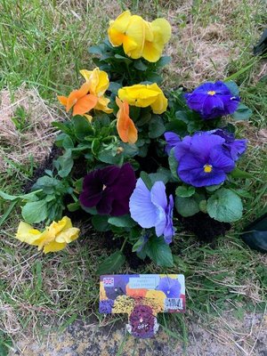 Photo of free Pansies (Southdown)
