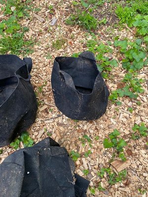Photo of free Grow bags - black fabric (1501 Charles near Pitt, dwtn)