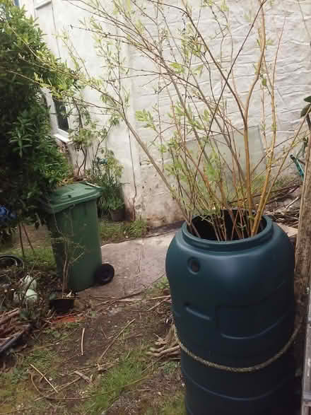 Photo of free Willow whips/prunings. (Phillack TR27) #2