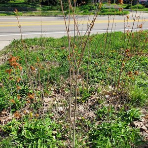 Photo of free Native trees (you dig!) (Ann Arbor Northwest Side)