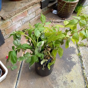 Photo of free Raspberry plants (CM9)