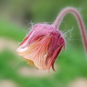 Photo of free Geum Rivale cutting (Morden SM4)