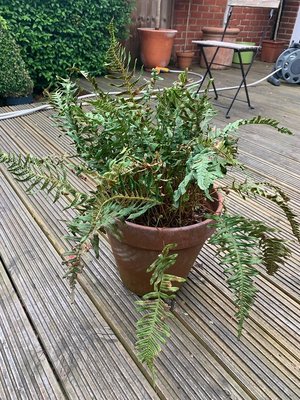 Photo of free Fern Plant including pot (Ewell, KT19)