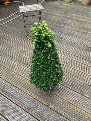 Photo of free Buxus Pyramid Plant (Ewell, KT19)