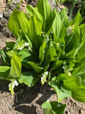 Photo of free Lilly of the valley (Levittown)
