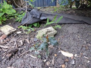 Photo of free young holly bush, small (Westham, Weymouth DT4)