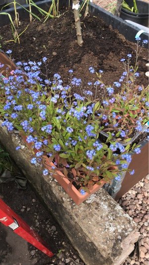 Photo of free Forget me not plants (CW1)