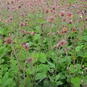 Photo of free Geum Rivale cutting (Morden SM4)