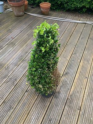 Photo of free Buxus Pyramid Plant (Ewell, KT19)