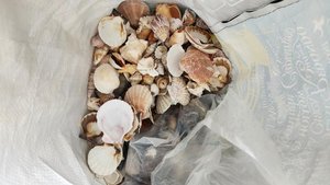 Photo of free Shells Rocks (Redondo Beach)