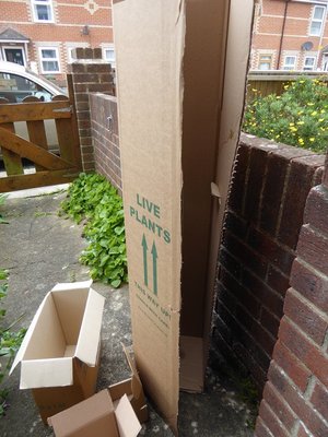 Photo of free box to transport tall plant (Westham, Weymouth DT4)