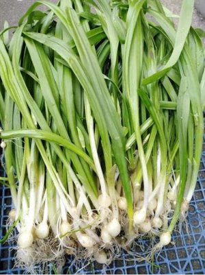 Photo of free Fresh wild garlic. (Henleaze BS9)