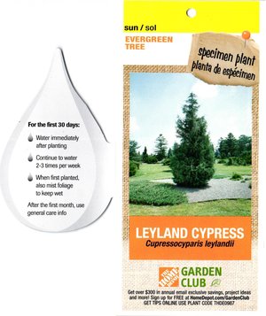 Photo of free Leyland Cypress (Sandy Springs)