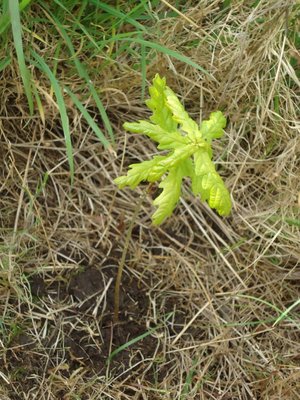 Photo of free Baby-sized oak sapling (Willingdon BN20)