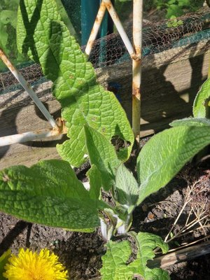 Photo of free Young teasels and comfrey (Gracemount EH16)