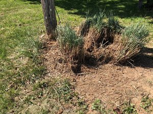 Photo of free Ornamentaal Tall Grasses (Sykesville, MD)