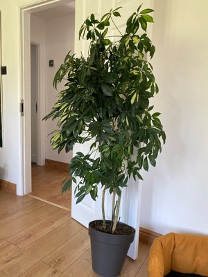 Photo of free Tall house plant with pot (Slough SL3)