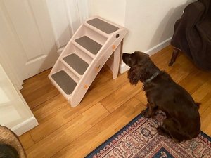 Photo of free Easipet Foldable Pet Stairs (Hinton Martell, Wimborne)