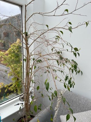 Photo of free Fig tree (ficus) needs rehoming (Topsham EX3)