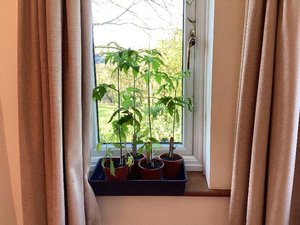 Photo of free Tomato plants (Long Marton CA16)