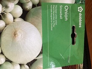 Photo of free Red & White onion sets (50 in each) (Cockermouth CA13)