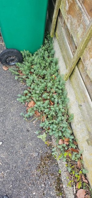 Photo of free Sedum Plants (Beswick M11)