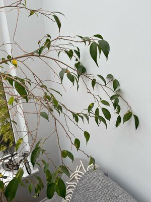 Photo of free Fig tree (ficus) needs rehoming (Topsham EX3)