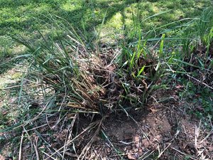 Photo of free Tall Grasses (Sykesville, MD)