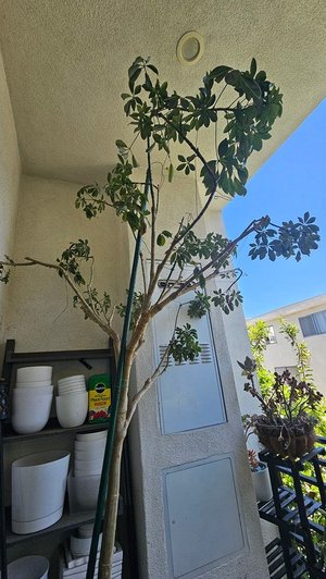 Photo of free Umbrella tree (North Hollywood)