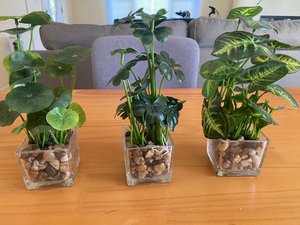 Photo of free Three Small Fake Realistic Plants (Menlo Park)