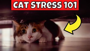 Photo of Cat Calming/ anti-stress products (Beckenham)
