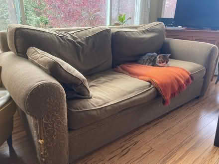 Photo of free Cushions - Brown (Seat & Back) (Capital Hill) #1