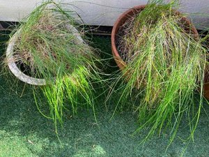 Photo of free Grasses (Royal Leamington Spa CV31)