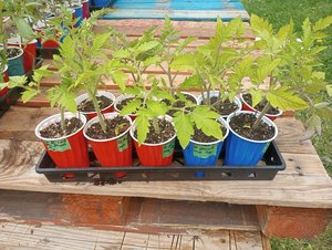 Photo of free Tomato plants (Parker Ave & Pearl St 60505)