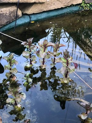 Photo of free Pond mint and goldfish (NR2)