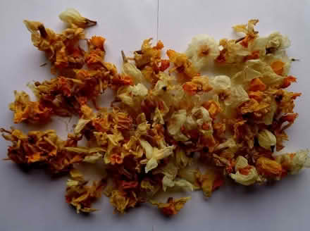Photo of free dried daffodils (New Marston OX3) #1