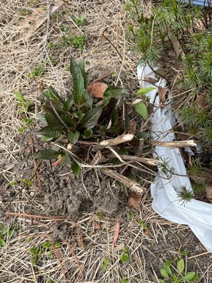 Photo of free Coreopsis, and echinacea plants (Roxbury)