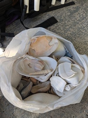 Photo of free Sea Shells collection (Walkley and Bank)
