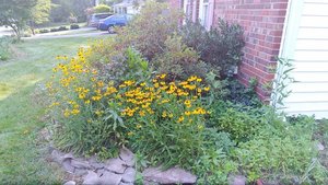 Photo of free Black-eyed susans (W section, Bowie)